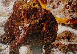 First Froggey I ever saw, Cozumel taken with Sea&Sea MM I... by Michael Shope 